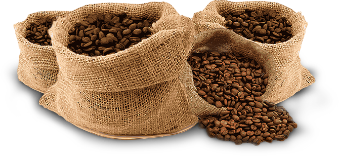 Cà phê sạch Coffee Tree Cà phê sạch nguyên chất 100%